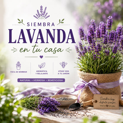 100 Semillas de lavanda para plantar en casa+ Ebook y garantia de germinación